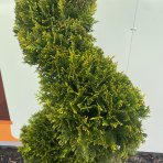 Cyprusovec leylandský (Cupressocyparis leylandii) ´CASTLEWELLAND GOLD´ - výška 80-100 cm, kont. C12L - ŠPIRÁLA